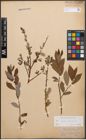 Foto von Salix caprea L. x Salix purpurea L.